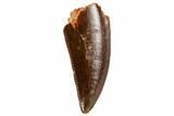 Serrated, Raptor Tooth - Real Dinosaur Tooth #109494-1